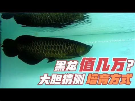 黑龍魚價格|漁產品交易行情查詢